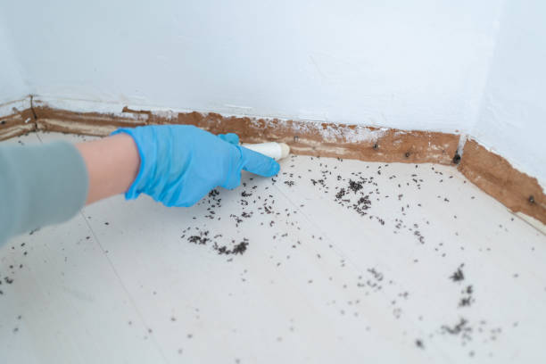 Best Affordable Pest Control Services  in Riner, VA